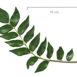 Curry leaves Shop Online