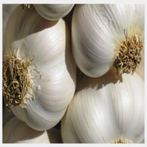 White Garlic For Sale Online